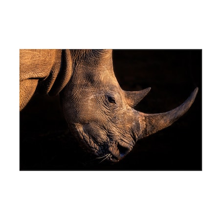 Jie Fischer 'Rhinoceros' Canvas Art, 16x24